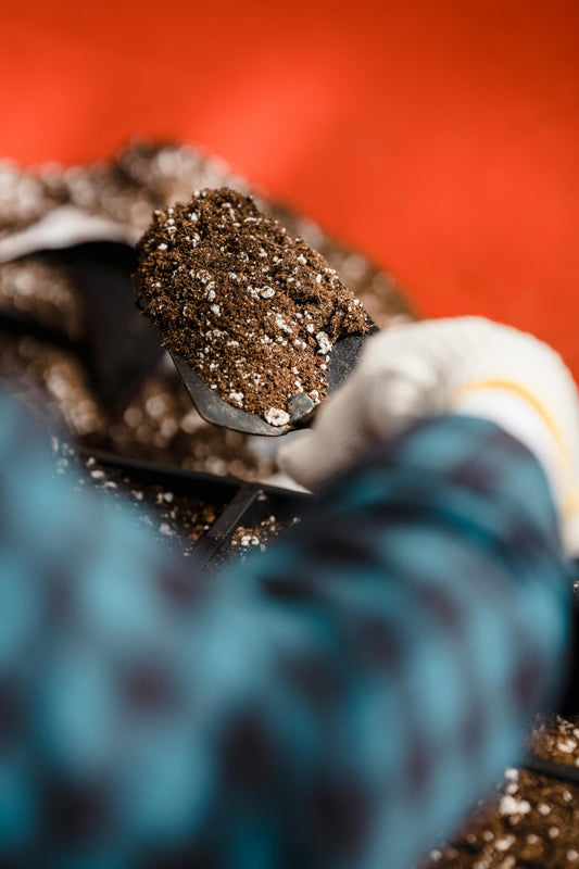 Les bienfaits du compost de crevettes pour votre jardin