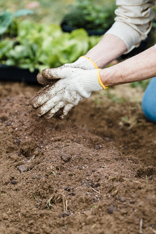 Pourquoi choisir du paillis de cèdre pour vos jardins ?